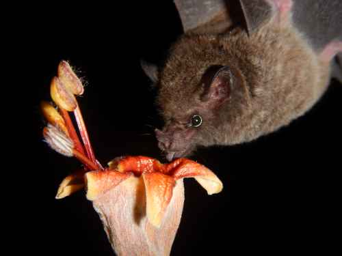 noticias-destacadas/investigacion-para-la-conservacion-del--bosque-seco-tropical-en-el-valle-del-cauca