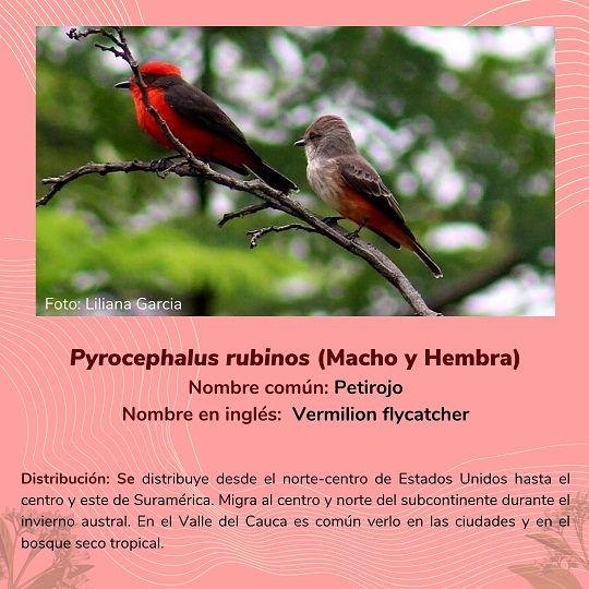 noticias-destacadas/aves-del-parque-natural-regional-el-vinculo